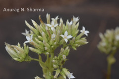 Kalanchoe bhidei